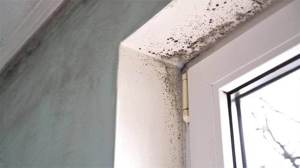Asbestos and Lead Testing During Mold Inspection in Highlandville, MO